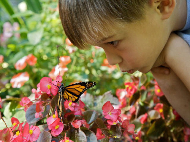Boy-with-Monarch-Butterfly-by-U_S_-Fish-and-Wildlife-Service-at-Flickr-4731214604_74c711b243_z